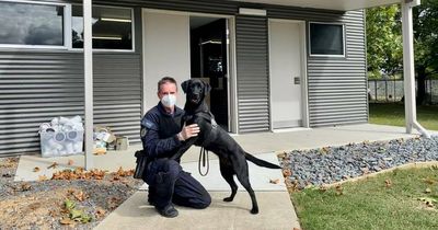 SIM-sniffing canines are AFP kennel's elite