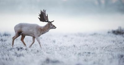 UK weather: London set for deep freeze with coldest April night for 70 YEARS