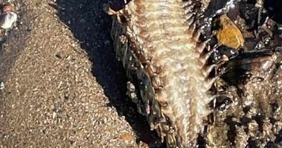 Dogwalker stumbles across strange wriggling sea creature on Scots beach