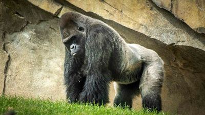 VIDEO: Gorilla In The Bliss: Silverback Once Feared Infertile Turns 31 And Now Has 4 Kids