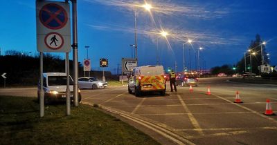 Escaped cattle close major road in Cardiff