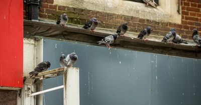 Fed-up locals demand hundreds of pigeons are killed for 'terrorising' shoppers