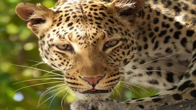 A safe home for leopards in Delhi forests? Why Asola may breed a roaring success