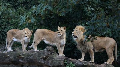 ‘Love Hormone’ Treatment Makes Lions Friendlier, New Study