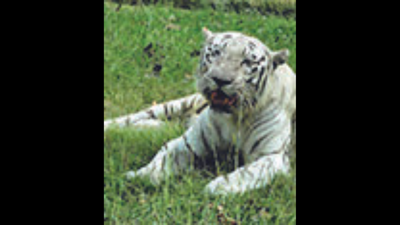 Lone tigress in Bokaro zoo dies