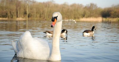 The best parks in every area of Greater Manchester according to Tripadvisor