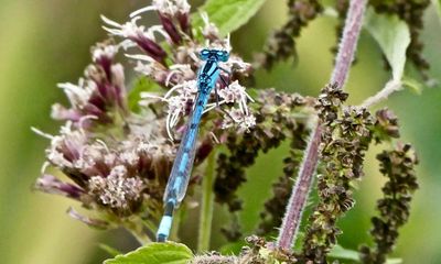 Wallabies to damselflies: Scotland’s newest animals get Gaelic names