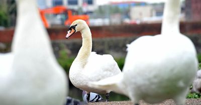 What it's like to live next to Grangetown's much-loved Taff Embankment swans