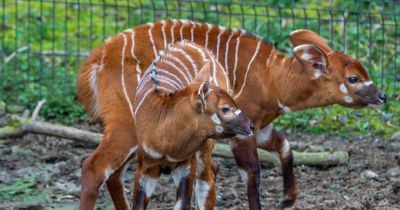 Belfast Zoo welcomes two new baby antelopes born weeks apart