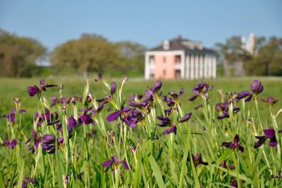 Iris on national park battlefield may mark razed Black homes