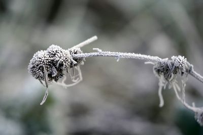 UK braced for more wintry weather as temperatures set to plunge to minus 6C