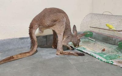 Baby kangaroos in forest reveal smuggling in Bengal