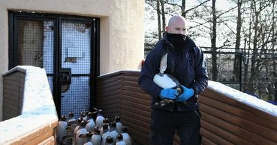Edinburgh's 100-strong penguin crew 'doing well' after yearly health check-up