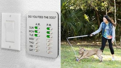 If you have a dog, trainers say you should have these clever things in your home & backyard