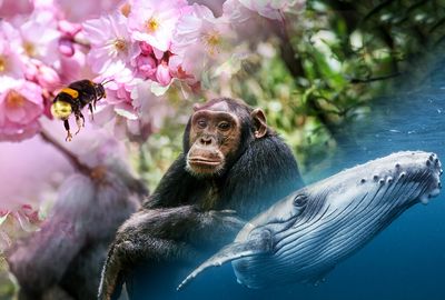 Do animals have social lives?