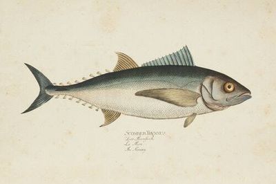 How much tuna can I eat in a week? The science of mercury poisoning explained