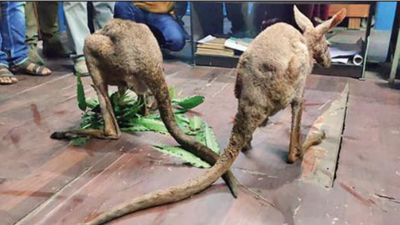 Australia-Bengal-Nepal whodunnit after kangaroos rescued in Jalpaiguri