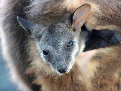 Threatened native animals get $12m boost