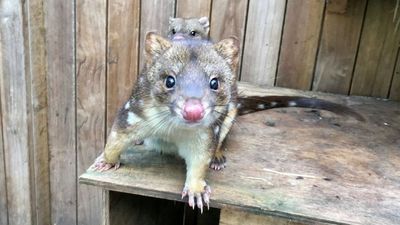 Research discovers 'cute' quolls used to have a taste for human flesh