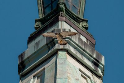 Berkeley peregrine falcon finds partner after mate's death