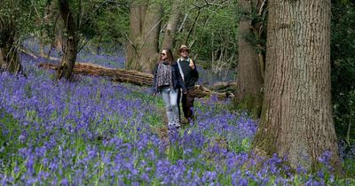 Best places to see spring bluebells in and around Bristol as woodlands bloom into life