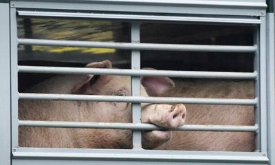 Swine fever risk if UK waives checks on imports from EU, say vets