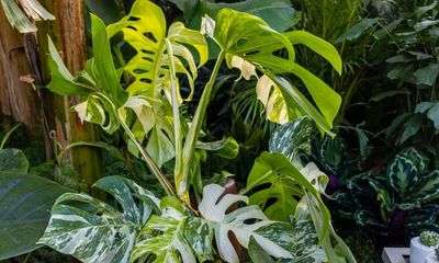 Are you ready to ‘plant-flex’?