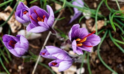 Medieval Cambridge colleges demanded their rent in saffron