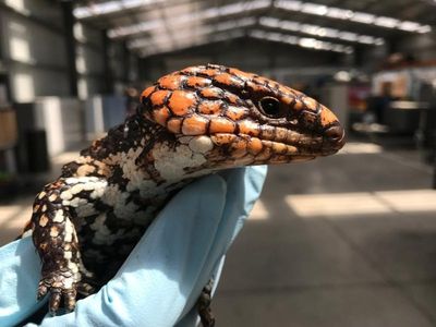 Feds seek crackdown on reptile smuggling