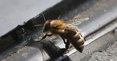 How to keep bees out your home safely