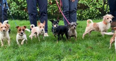 Seven dogs found dumped inside cat carriers given Disney names and new loving homes