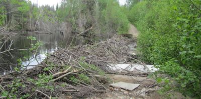 How Québec's abandoned logging roads are damaging lakes, rivers and streams — and putting wildlife at risk