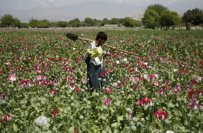 Taliban chief orders ‘strict’ ban on opium poppy cultivation