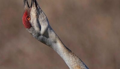 Chicago outdoors: Bugling sandhill crane, night crawlers aplenty, Salmon Stop anniversary, cryptic haiku