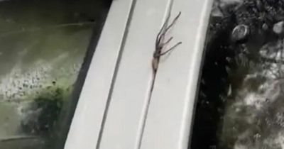 Bone-chilling video shows venomous spider slipping through crack of closed car door