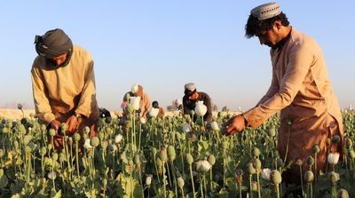 Taliban Bans Drug Cultivation, Including Opium