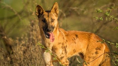 'Wild dogs' in controversial photograph taken in outback Queensland identified as 'pure' dingoes