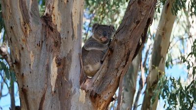 Koalas in this southern NSW reserve are booming, despite their endangered status across the state