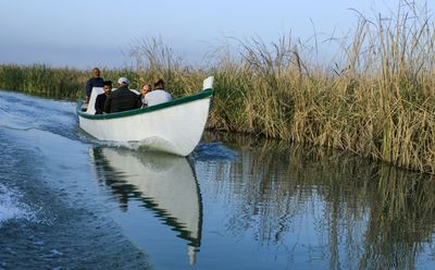 Boats for buffaloes: vets in Iraq's marshes take to water