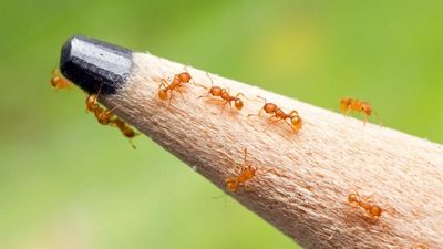 Electric ants discovered at doorstep of Daintree Rainforest World Heritage area