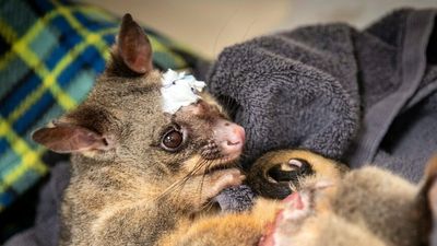 Reward on offer after native animals targeted in air-rifle attacks on Sunshine Coast