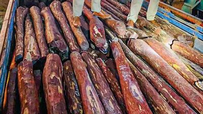 Andhra Pradesh cops seize red sanders logs worth Rs 1.7 crore