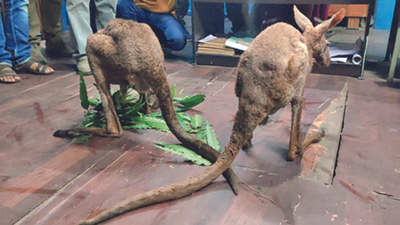 Oz-Bengal-Nepal whodunnit after kangaroos rescued in Jalpaiguri