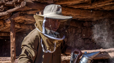 Stung by Drought, Morocco's Bees Face Disaster