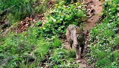 End bobcat hunting in Illinois