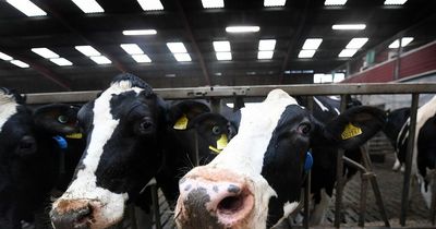 Price of milk could increase by 50 per cent as farmers face spiralling costs