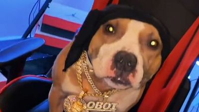 Pit Of A Genius: Pit Bull Bando Can Rap, Use The Loo And Escape From Any Container