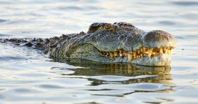 Fisherman attacked by four crocodiles miraculously survives after friends rush to help