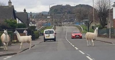 Mystery as rampaging llamas take to the streets as Scots left puzzled