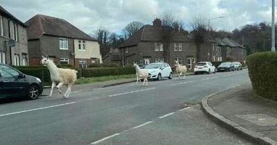 Bizarre Dumbarton sighting of 'alpacas on the loose' sends Twitter wild